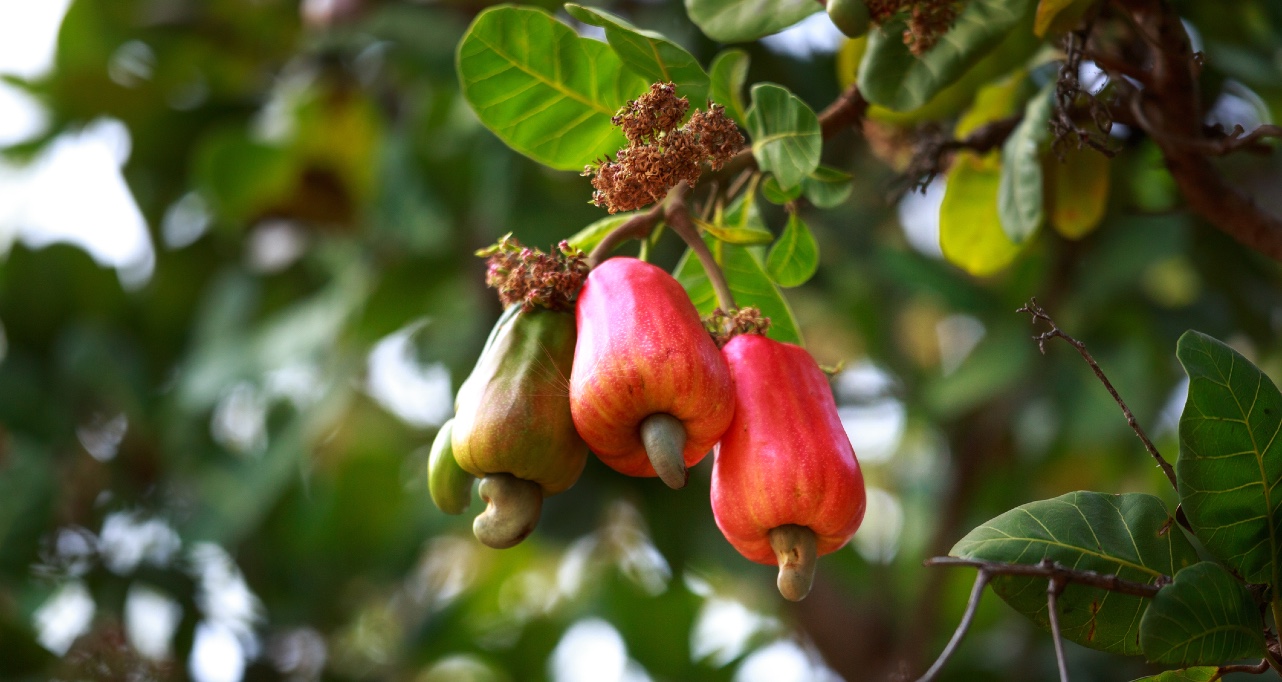 EBRD Issues First Major Food-Sector Loan in West Africa | EBRD