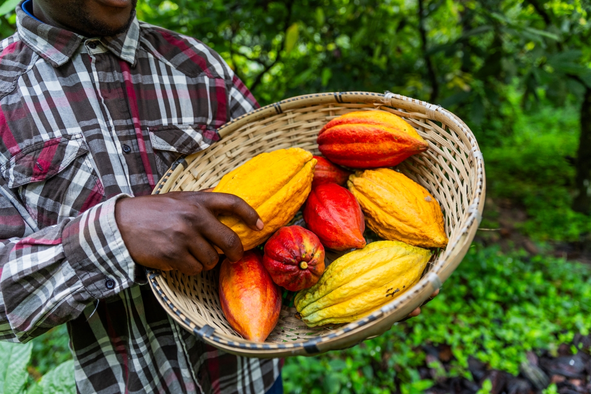 Nigeria and Indonesia Poised to Overtake Ghana in Cocoa Market | ntu.edu