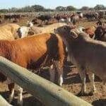 South Africa Reports 138 Foot-and-Mouth Disease Cases in North West as Vaccination Begins | SA News