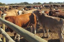 South Africa Reports 138 Foot-and-Mouth Disease Cases in North West as Vaccination Begins | SA News