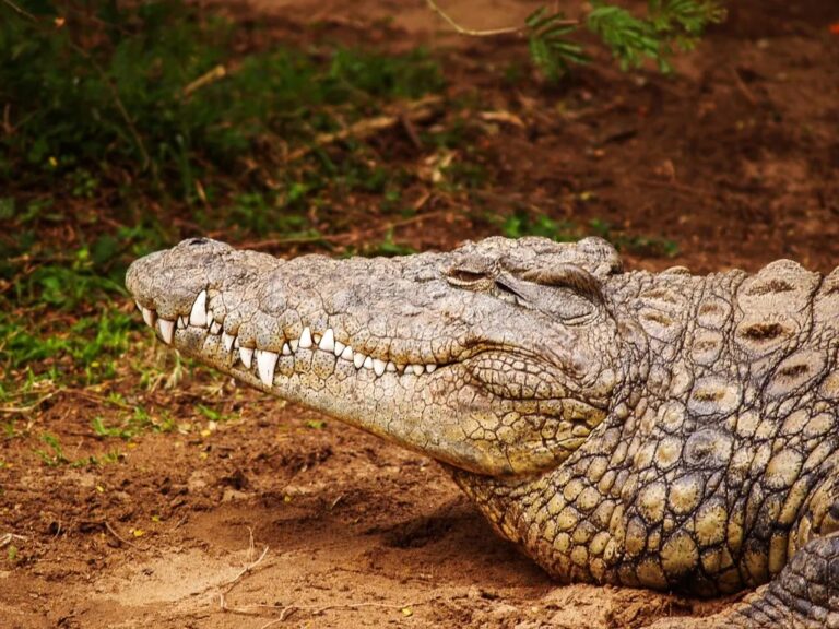 A Crocodile in Luangwa river | Tour Zambia with Lochinvar
