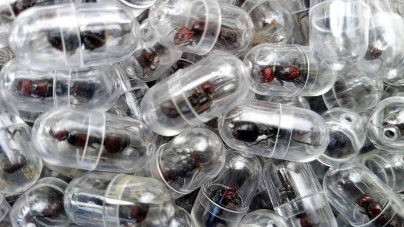 Chinese National Arrested in Kenya Over Attempt to Smuggle Thousands of Ants Chinese National Arrested in Kenya Over Attempt to Smuggle Thousands of Ants