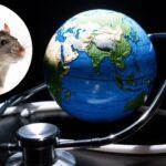 Three dead in suspected hantavirus outbreak on cruise ship – WHO