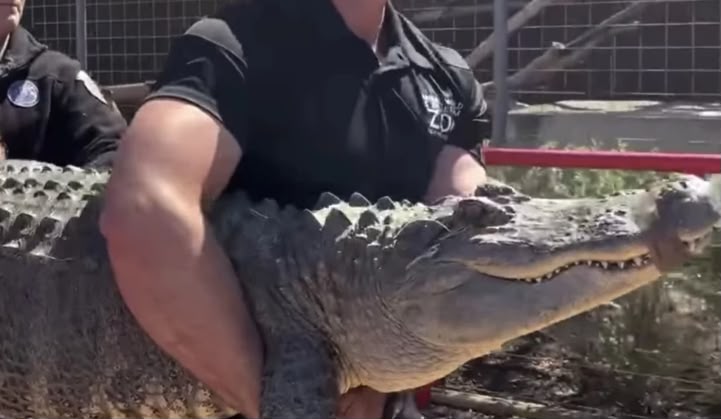 Israeli Court Blocks Plan to Use Crocodiles to Guard Prison Holding Hamas Detainees Israeli Court Blocks Plan to Use Crocodiles to Guard Prison Holding Hamas Detainees | Swahili Today